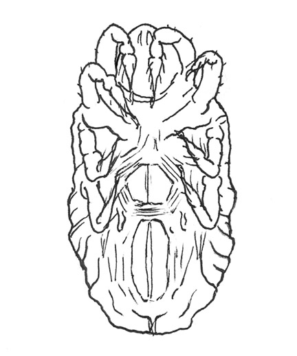 Drawing of B2 (ventral)