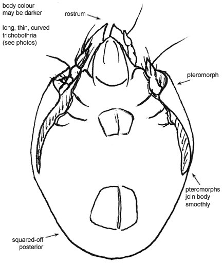 Drawing of B5b (ventral)