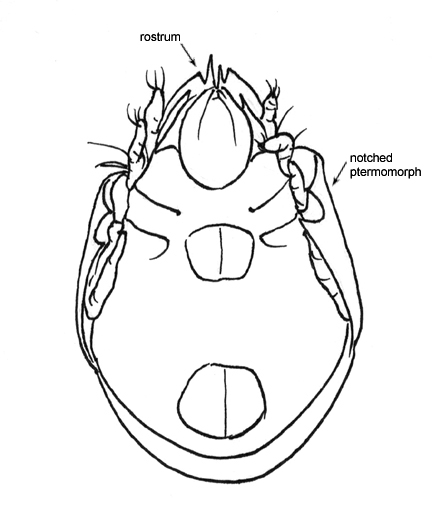 Drawing of B5c (ventral)