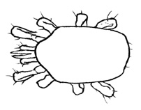Drawing of BA3 (dorsal)