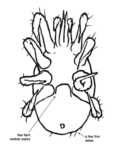 Drawing of BA3 (ventral)