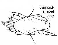 Drawing of BA5 (dorsal)