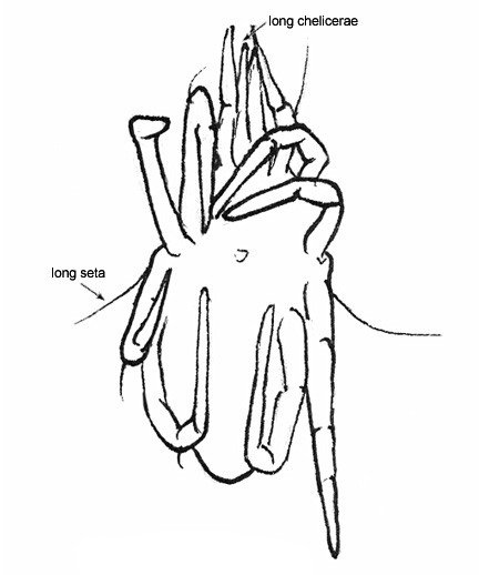 Drawing of BA5 (ventral)