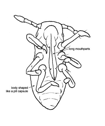 Drawing of BA7 (ventral)