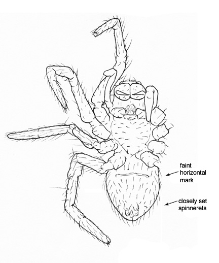 Drawing of BA (ventral)