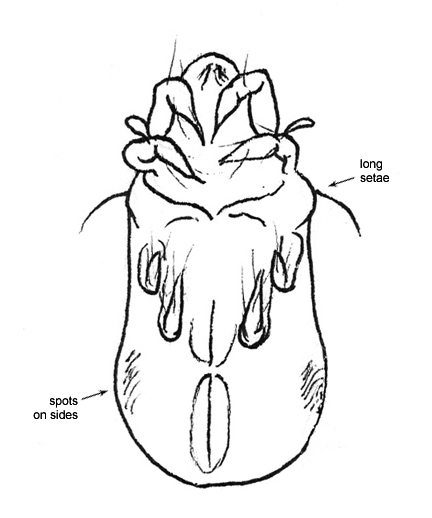 Drawing of BB5 (ventral)