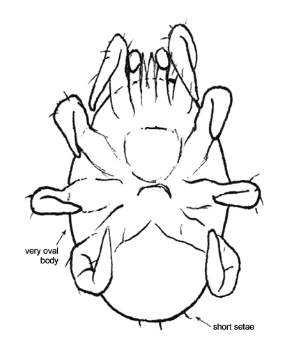 Drawing of BB6 (ventral)