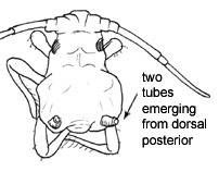 Drawing of BC1 (dorsal)