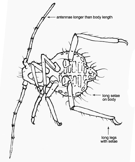 Drawing of BD1 (ventral)