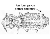 Drawing of BD3 (dorsal)