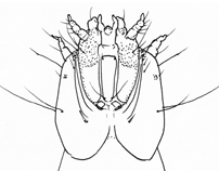 Drawing of BD4 (ventral mouthparts detail)