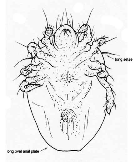 Drawing of BG3 (ventral)