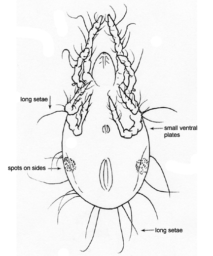 Drawing of BH2 (ventral)