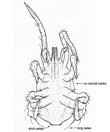 Drawing of BH3 (ventral)