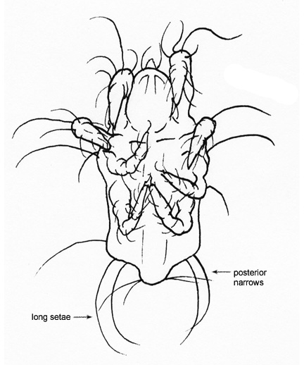 Drawing of BI4 (ventral)