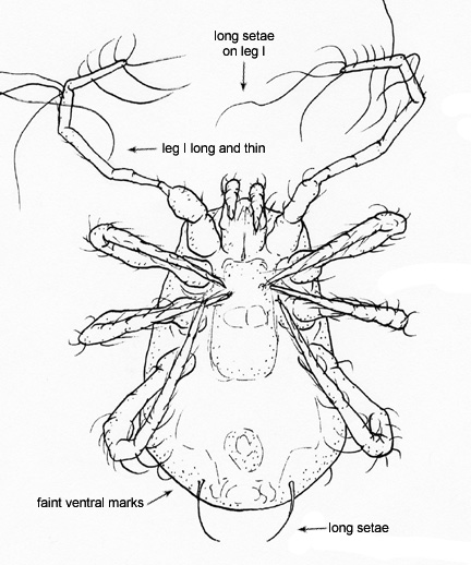 Drawing of BJ1 (ventral)