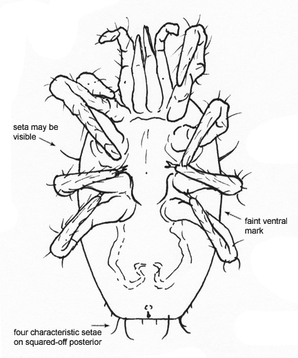 Drawing of BK (ventral)