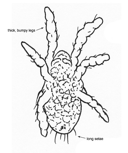 Drawing of BM (ventral)