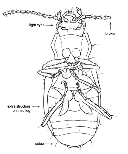 Drawing of BN (ventral)