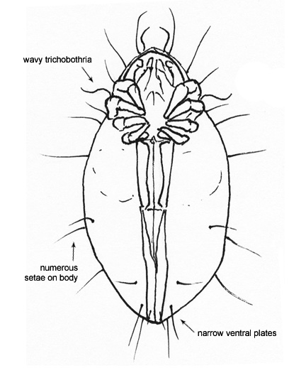 Drawing of BO (ventral)