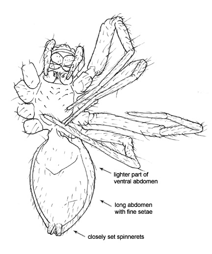 Drawing of BP (ventral)
