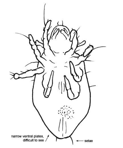 Drawing of BR (ventral)
