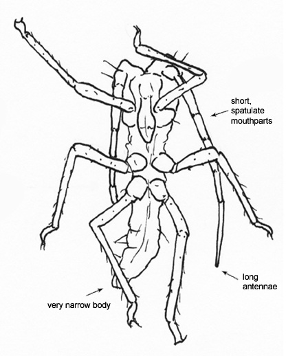 Drawing of BW (ventral)