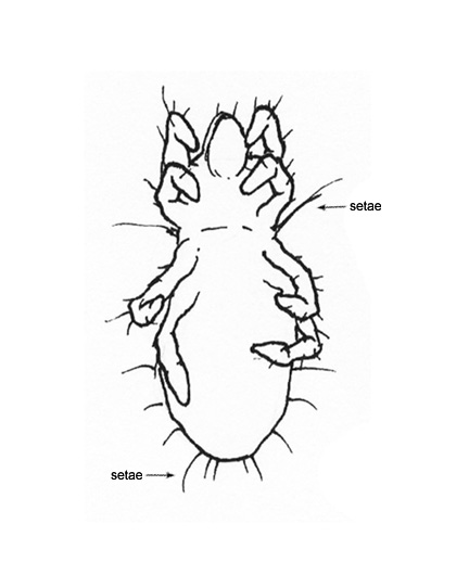 Drawing of BX (ventral)