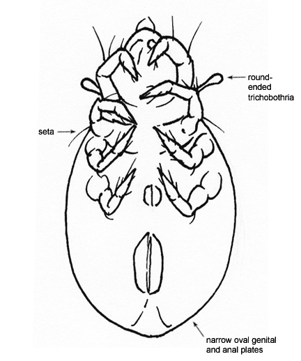 Drawing of B (dorsal)