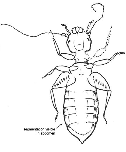 Drawing of C1 (ventral)