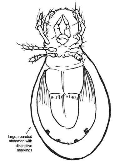Drawing of C5 (ventral)