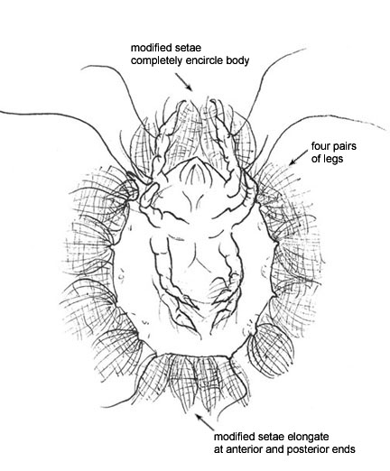 Drawing of C6 (ventral)