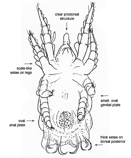 Drawing of CB (ventral)