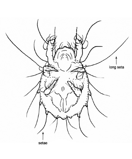 Drawing of CH (ventral)