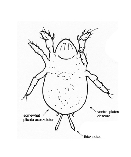 Drawing of CI (ventral)