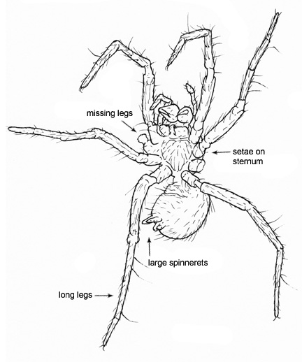 Drawing of CK (ventral)