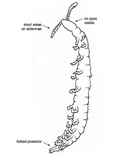 Drawing of CR (ventral)