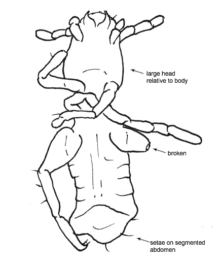 Drawing of CS (ventral)