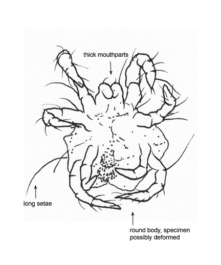 Drawing of CT (ventral)