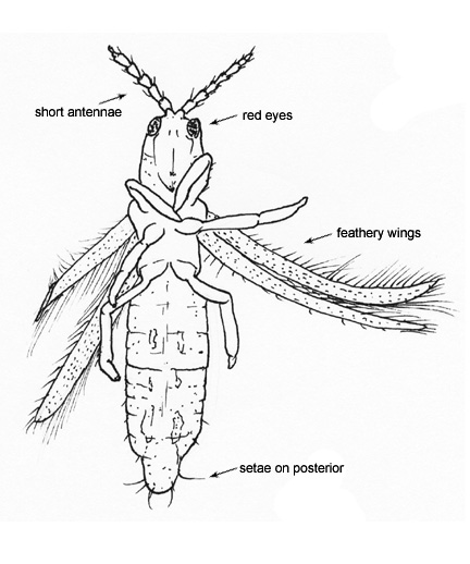 Drawing of CZ (ventral)