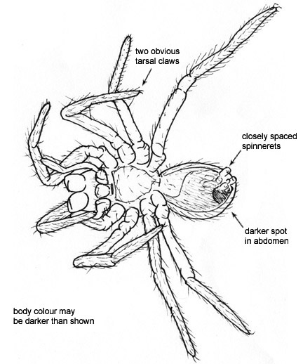 Drawing of D5 (ventral)