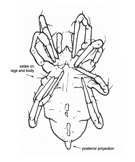 Drawing of DG (ventral)