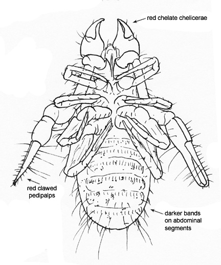 Drawing of DO (ventral)
