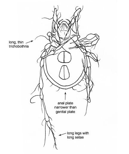 Drawing of DS (ventral)