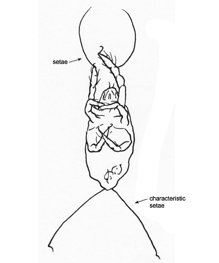 Drawing of DT (ventral)