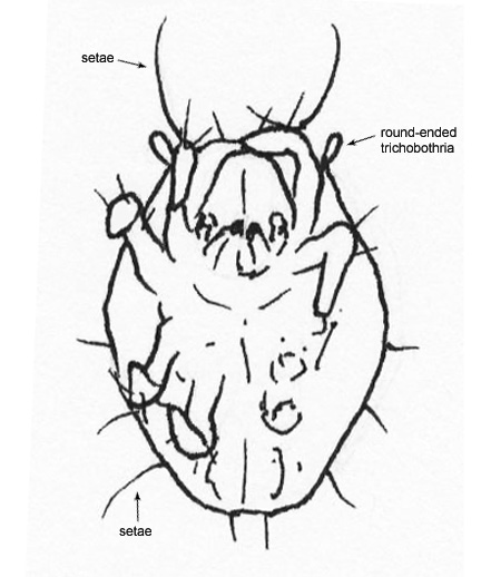 Drawing of DY (ventral)