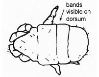 Drawing of DZ (dorsal)
