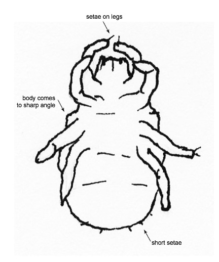 Drawing of DZ (ventral)