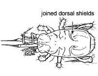 Drawing of E2b (dorsal)