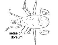 Drawing of E4 (dorsal)